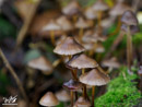 Mushrooms on the Branches - Grzyby na Konarach